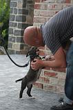 ADULTE ET CHIEN 401